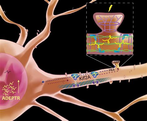 Neural plasticity depends on this long noncod | EurekAlert!