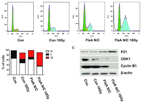 FlaA N/C regulated the cell cycle in 4T1 cells. (A) Cell cycle assay ...