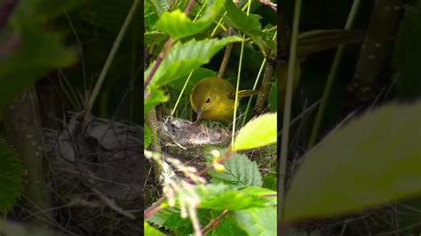 টুনটুনি পাখির জীবন কাহিনী | Bird story - Tuntuni birds & her baby's ...