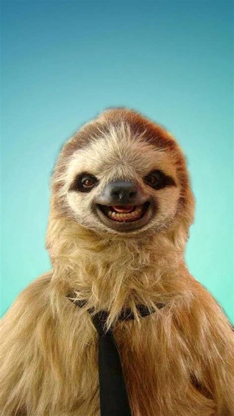 1080x1920 sloth iphone wallpaper #147724 | Sloths funny, Cute baby ...