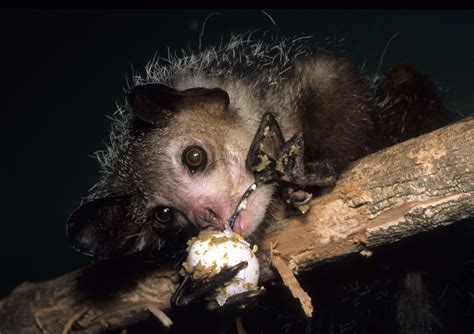 Aye-Aye | Duke Lemur Center