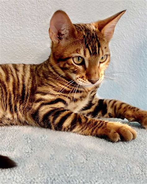 Toyger Cat – Breed profile, care and facts - Pets-Society