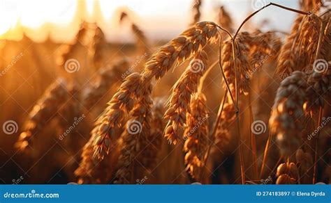 AI Generated Oat Field at Sunset. Beautiful Nature Scene with Oat Field Stock Illustration ...