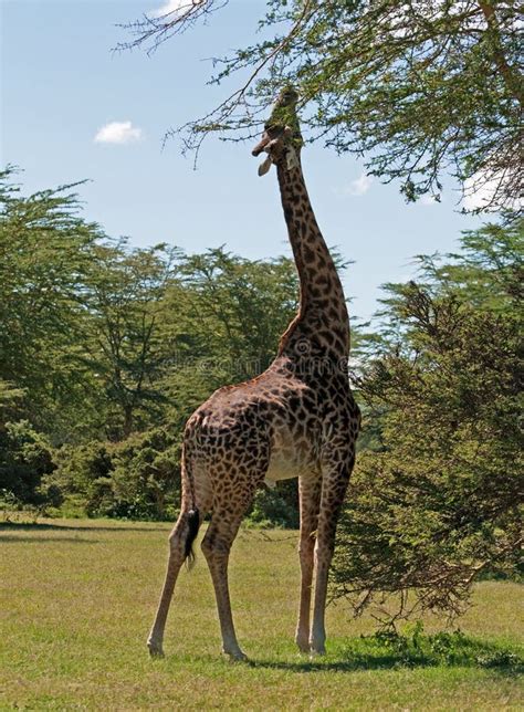 Giraffe feeding stock image. Image of chew, determined - 20256689