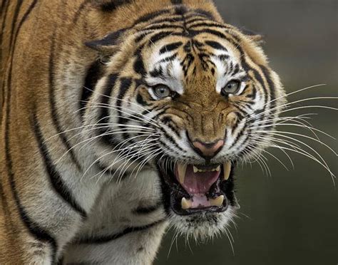 Man-eaters: The Champawat Tiger | DinoAnimals.com