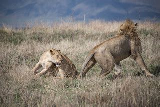 The Lions of Ngorongoro Crater | The morning I spent in Ngor… | Flickr