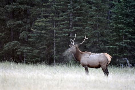 Banff Elk 2 | A Bull elk in Banff National Park in Alberta, … | Flickr