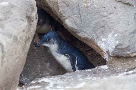 Little Blue Penguin Facts - CRITTERFACTS