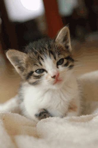 Kitten Kitty GIF - Kitten Kitty SleepTime - Discover & Share GIFs