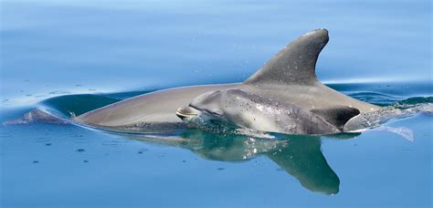 Female Dolphins – Telegraph