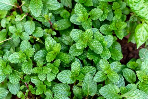 Peppermint – Urban Tilth