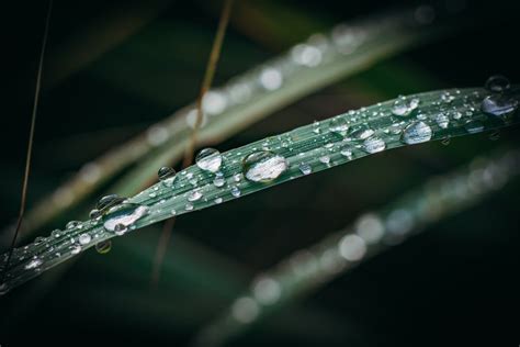 Close-up of Dew on Grass · Free Stock Photo