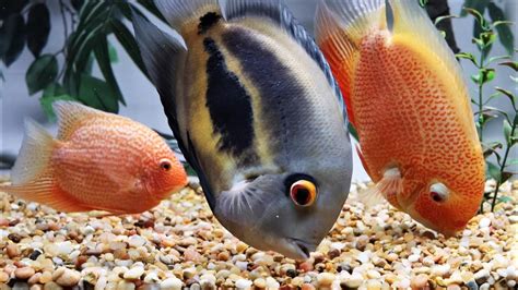 Uaru cichlid severum cichlid feeding - YouTube