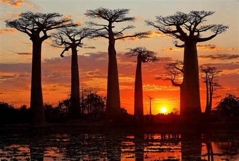 Allée des baobabs à Morondava (Madagascar) | Madagascar paysages, Madagascar voyage, Paysage d ...