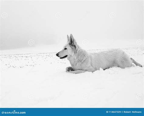 White Wolf Hunting in Snow and Preparing To Attack Stock Image - Image ...