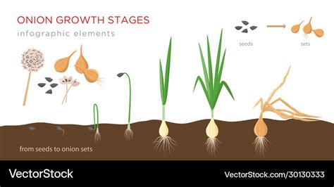 Onion plant growing stages from seeds to Vector Image