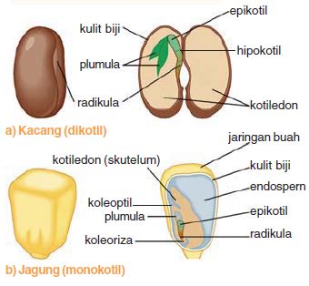 Biji Monokotil & Biji Dikotil