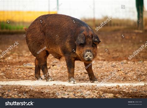 Brown Pig Stock Photo 23861995 : Shutterstock