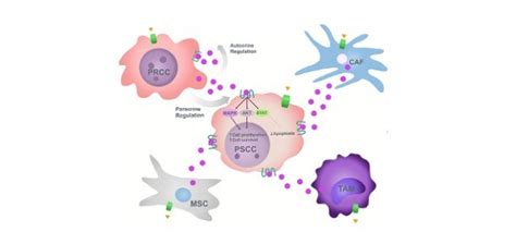 Chemokines: Definition, Function, and Examples I NotesBard