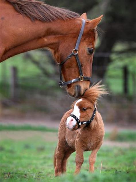 When all else fails, SMILE!: Miniature Horses