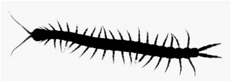 Millipedes Centipedes House Insect Centipede Graphics - Kelabang Png, Transparent Png - kindpng