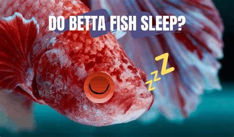 Do Betta Fish Sleep? How, When & Why They Rest [Explained]