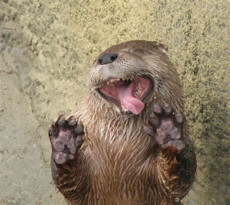 31 Silly Animals Licking Glass And Loving Every Second Of It