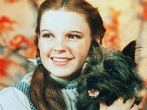 Toto – Wizard of Oz: Interesting Facts! - Hot Dog on a Leash