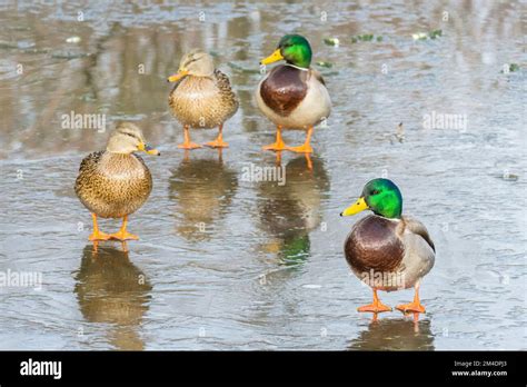 Canards colverts mâles et femelles adultes reproducteurs (Anas ...