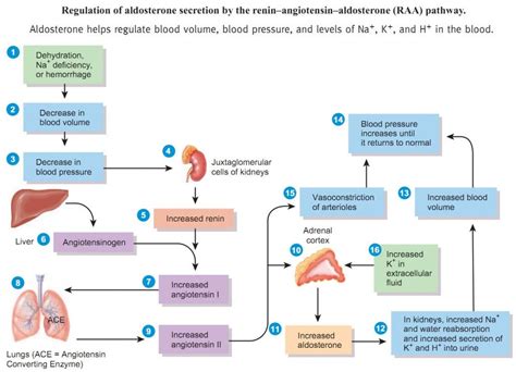 1 Diagram The Renin-angiotensin-aldosterone System