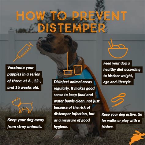 WARNING: Distemper is killing dogs by the dozens! | dotsure.co.za