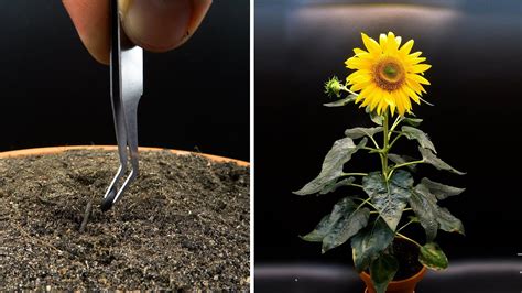 Growing Sunflower Time Lapse - Seed To Flower In 83 Days - YouTube