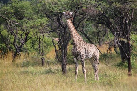 The beautiful giraffe, spotted at Matobo National Park, Zimbabwe ...