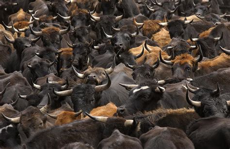 Domestic Cattle Bos Taurus Being Herded Photograph by Pete Oxford - Fine Art America