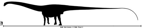 Amphicoelias Pictures & Facts - The Dinosaur Database