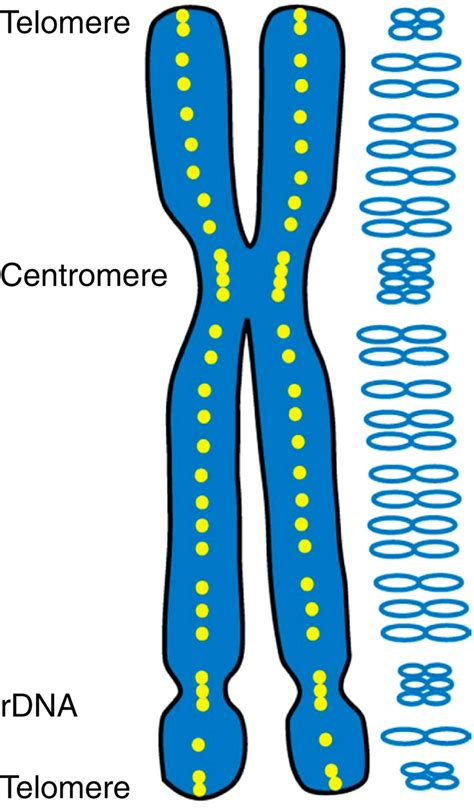 Chromosome Structure Telomere