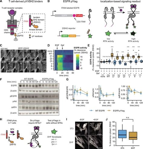 Fluorescent tags allow live monitoring of growth factor signaling proteins inside living cells