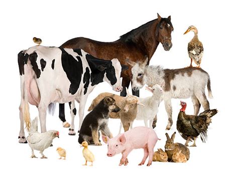 Best Farm Animals Stock Photos, Pictures & Royalty-Free Images - iStock