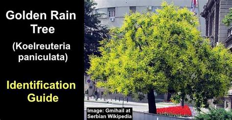 Golden Rain Tree (Koelreuteria paniculata): Leaves, Flowers, Bark (With ...