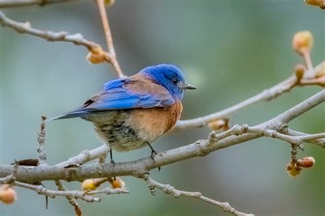 Typewriter Rodeo: Nesting Bluebirds | Texas Standard