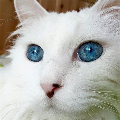 Stunning Cat with the Most Gorgeous Eyes I've Ever Seen! - Love Meow