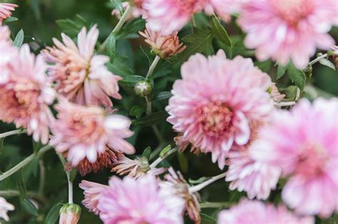 Chrysanthemums: Plant Care & Growing Guide