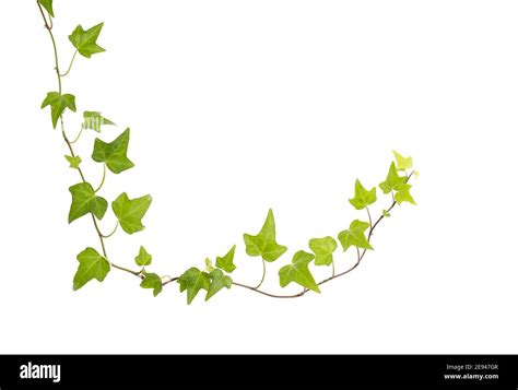 ivy leaves isolated on a white background Stock Photo - Alamy