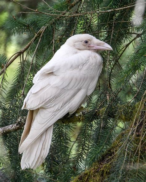 Very rare White Raven spotted in Canada (by Mike Yip) : r/interestingasfuck