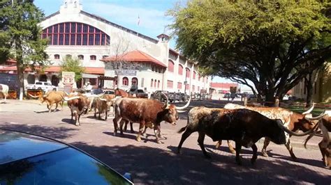 Fort Worth Texas Stockyard Cattle Drive - YouTube