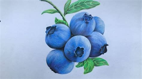 Blueberry drawing in color pencil | fruit drawing | blueberry drawing st... | Fruits drawing ...