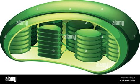 Chloroplast membrane Stock-Vektorgrafiken kaufen - Alamy