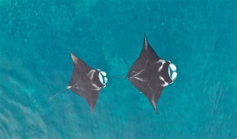 New study shows where manta rays thrive