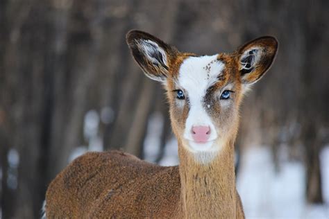 Piebald Deer at Fort Snelling State Park. : minnesota