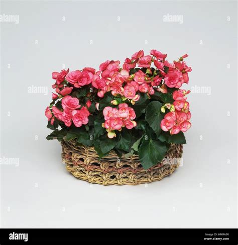 Elatior begonia (Begonia elatior or Begonia hiemalis), Begoniaceae Stock Photo - Alamy